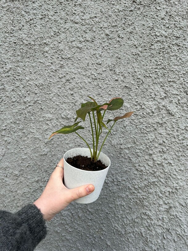 Сингониум ред спот, артикул F1287230 - 850 рублей, доставка по городу. Flawery - доставка цветов