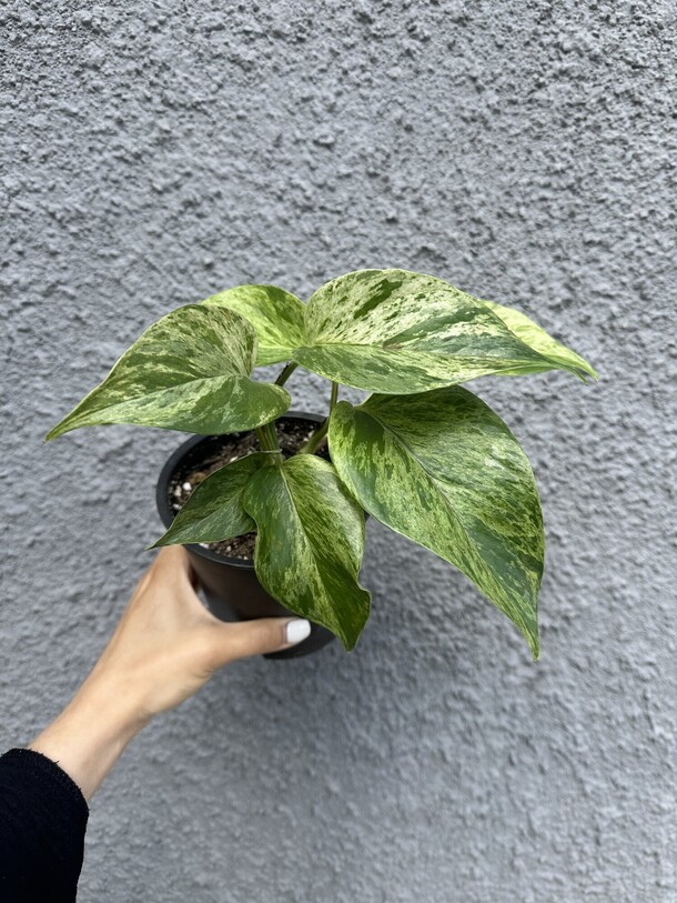 Сциндапсус марбл квин, артикул F1298306 - 1600 рублей, доставка по городу. Flawery - доставка цветов