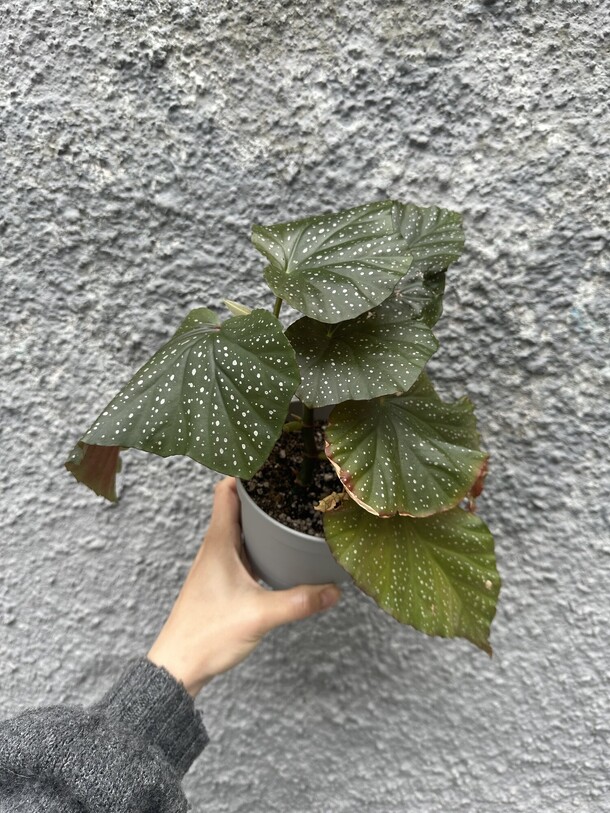 Бегония королевская, артикул F1317448 - 1000 рублей, доставка по городу. Flawery - доставка цветов