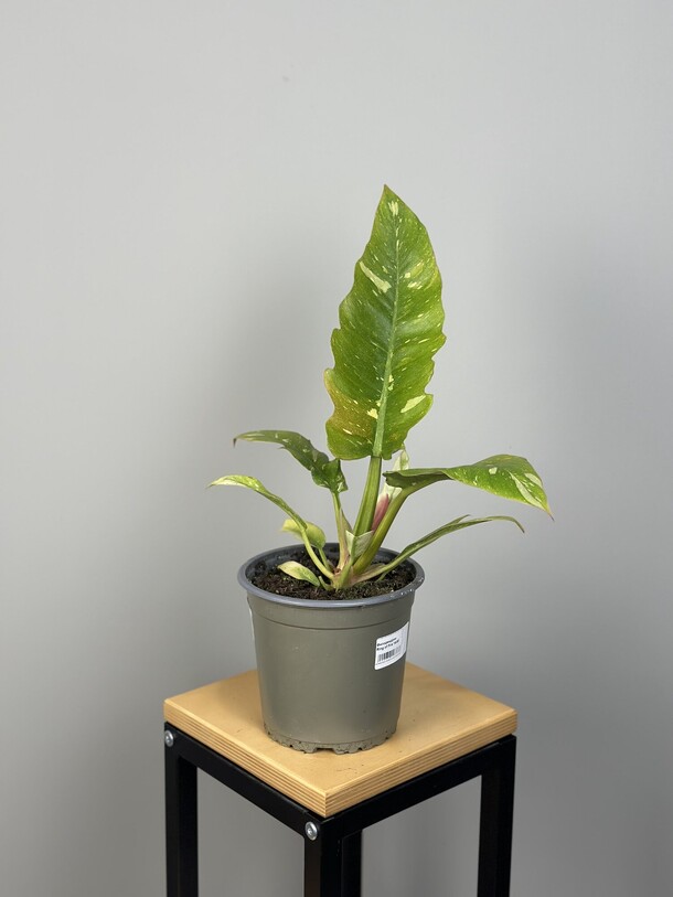 Филодендрон ринг ой фаер 14/50, артикул F1429268 - 3500 рублей, доставка по городу. Flawery - доставка цветов