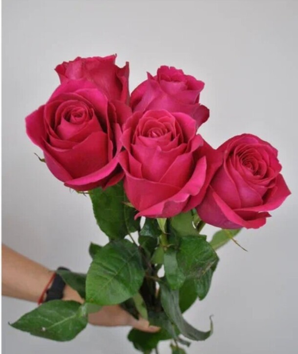 5 ярких роз, артикул F1491070 - 1950 рублей, доставка по городу. Flawery - доставка цветов