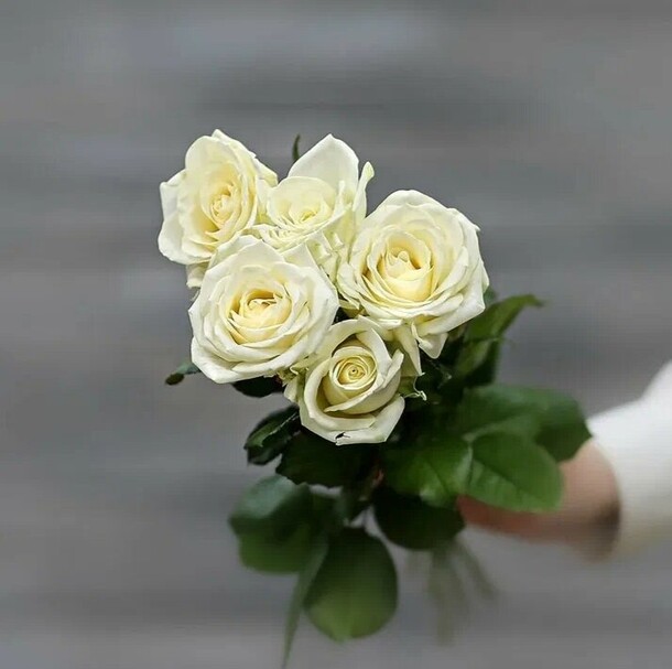 5 белых роз, артикул F1491074 - 1850 рублей, доставка по городу. Flawery - доставка цветов