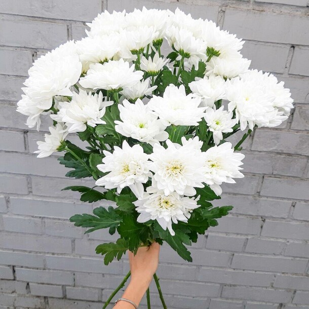 Моно букет из 5 кустовых хризантем, артикул F1400038 - 1860 рублей, доставка по городу. Flawery - доставка цветов