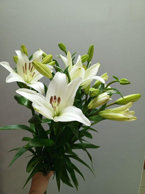 Лилия, артикул F1405461 - 3824 рублей, доставка по городу. Flawery - доставка цветов