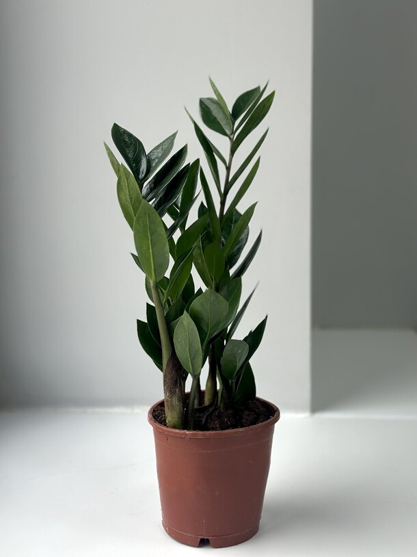 Замиокулькас (долларовое дерево), артикул F1407083 - 3250 рублей, доставка по городу. Flawery - доставка цветов