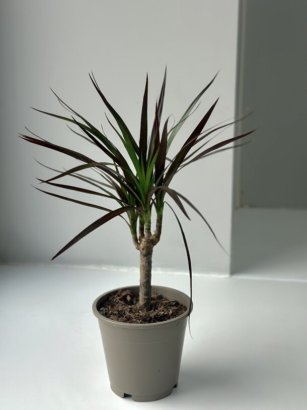 Драцена, артикул F1407085 - 2550 рублей, доставка по городу. Flawery - доставка цветов