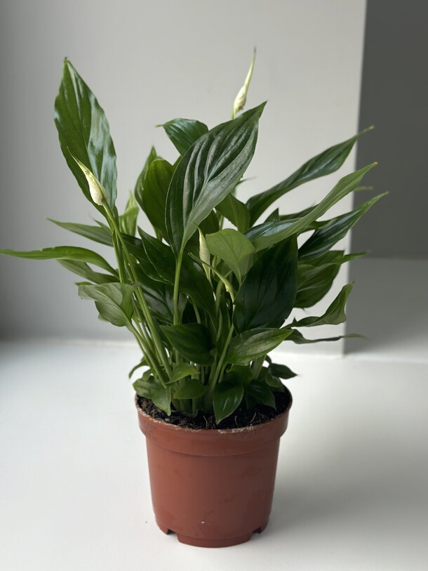 Спатифиллум белини, артикул F1407093 - 2950 рублей, доставка по городу. Flawery - доставка цветов