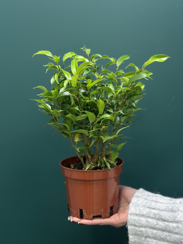 Фикус, артикул F1491483 - 1950 рублей, доставка по городу. Flawery - доставка цветов