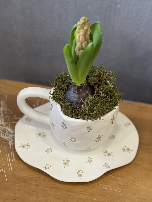 Гиацинт в чайной паре, артикул F1375123 - 4100 рублей, доставка по городу. Flawery - доставка цветов