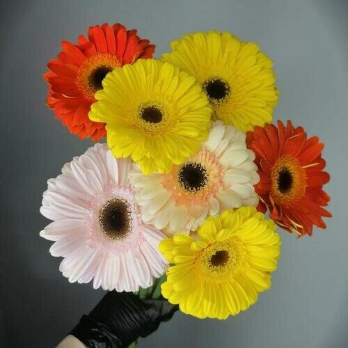Гербера микс, артикул F1213737 - 2013 рублей, доставка по городу. Flawery - доставка цветов