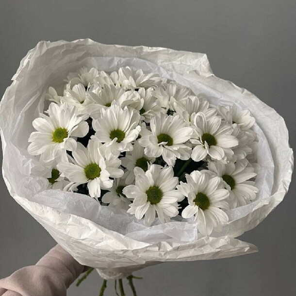 Хризантема ромашка 5, артикул F1376973 - 2000 рублей, доставка по городу. Flawery - доставка цветов