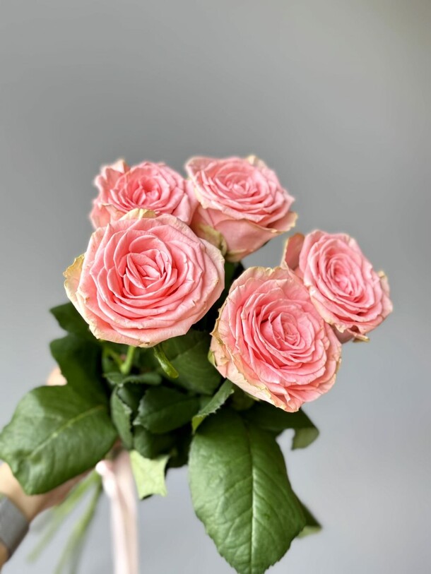 Sophia loren 5, артикул F1436623 - 1364 рублей, доставка по городу. Flawery - доставка цветов