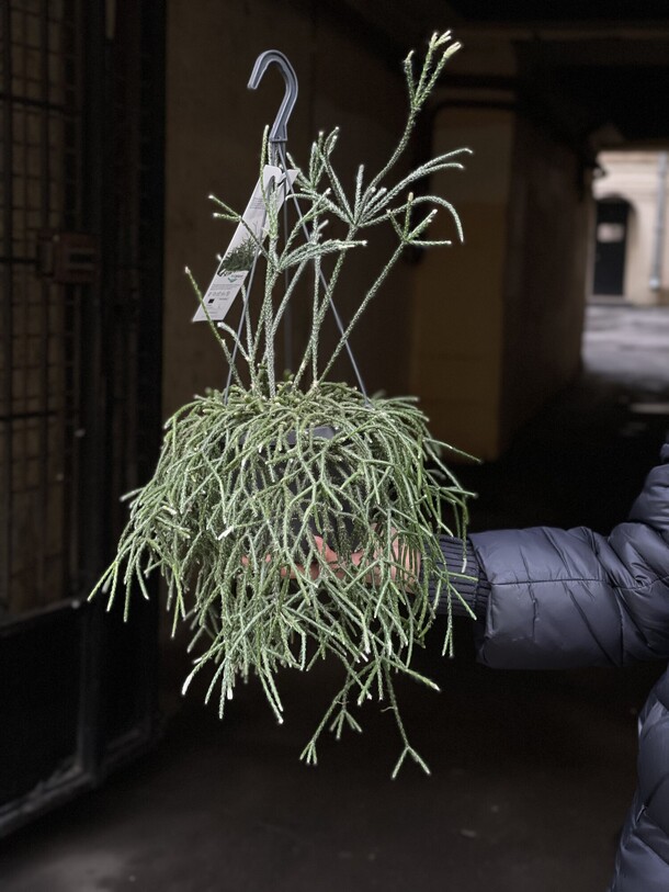 Рипсалис (лесной кактус), артикул F1264094 - 5500 рублей, доставка по городу. Flawery - доставка цветов