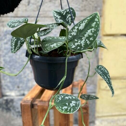 Сциндапсус (подвесной), артикул F1267034 - 5900 рублей, доставка по городу. Flawery - доставка цветов