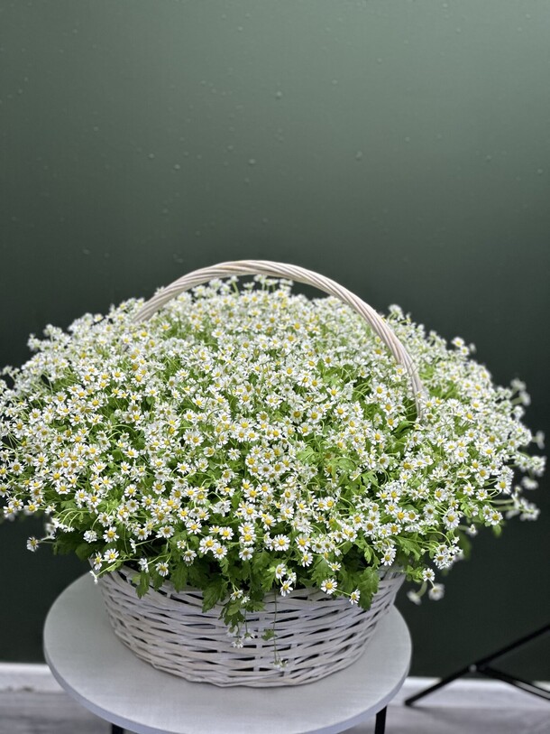 101 полевая ромашка в корзине, артикул F1402654 - 38500 рублей, доставка по городу. Flawery - доставка цветов