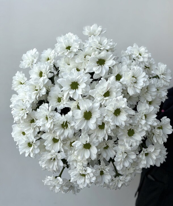 Букет из 11 кустовых хризантем, арт: 3119, артикул F1500824 - 9500 рублей, доставка по городу. Flawery - доставка цветов