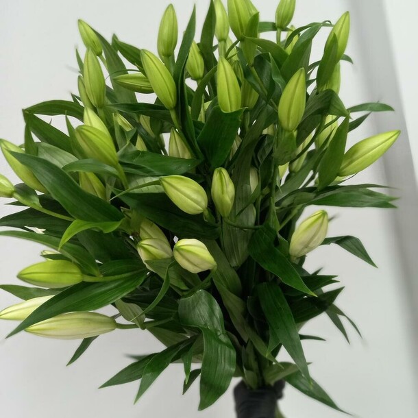 Монобукет из лилии, артикул F1406565 - 11410 рублей, доставка по городу. Flawery - доставка цветов