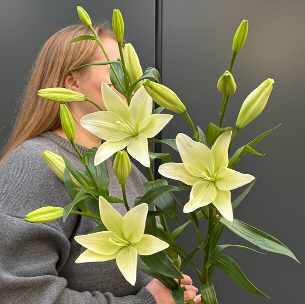 3 лилии / свежие цветы недорого, артикул F1401790 - 3090 рублей, доставка по городу. Flawery - доставка цветов