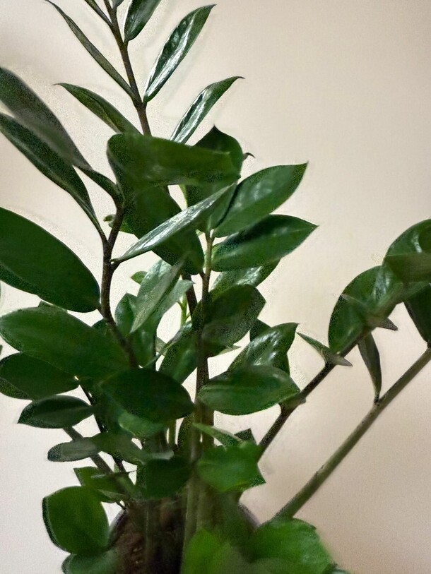 Замиокулькас, артикул F1473053 - 4500 рублей, доставка по городу. Flawery - доставка цветов