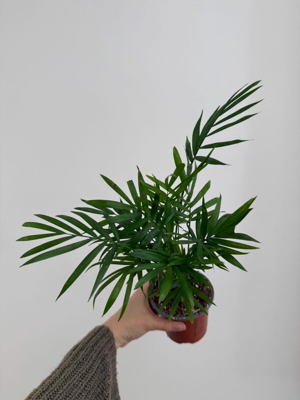 Хамедорея, артикул F1473068 - 1700 рублей, доставка по городу. Flawery - доставка цветов