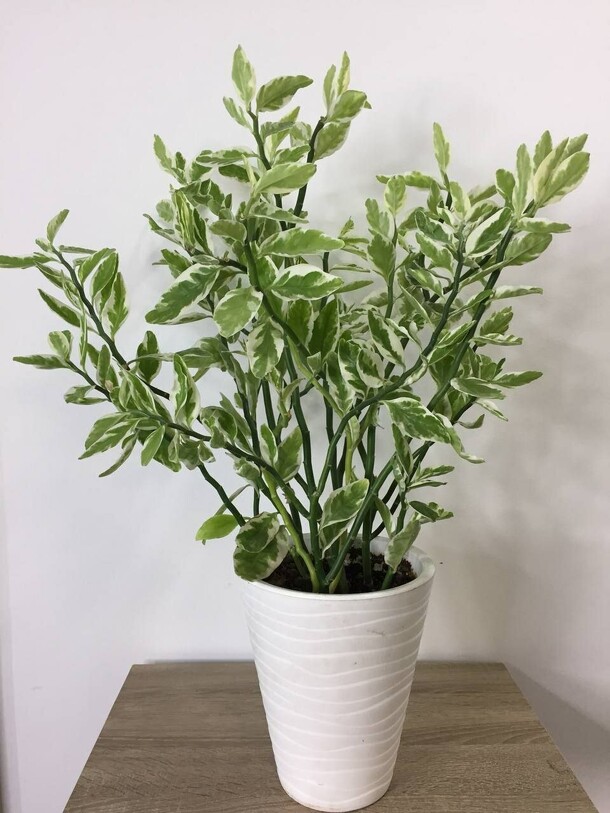 Педилантус, артикул F1409008 - 5300 рублей, доставка по городу. Flawery - доставка цветов