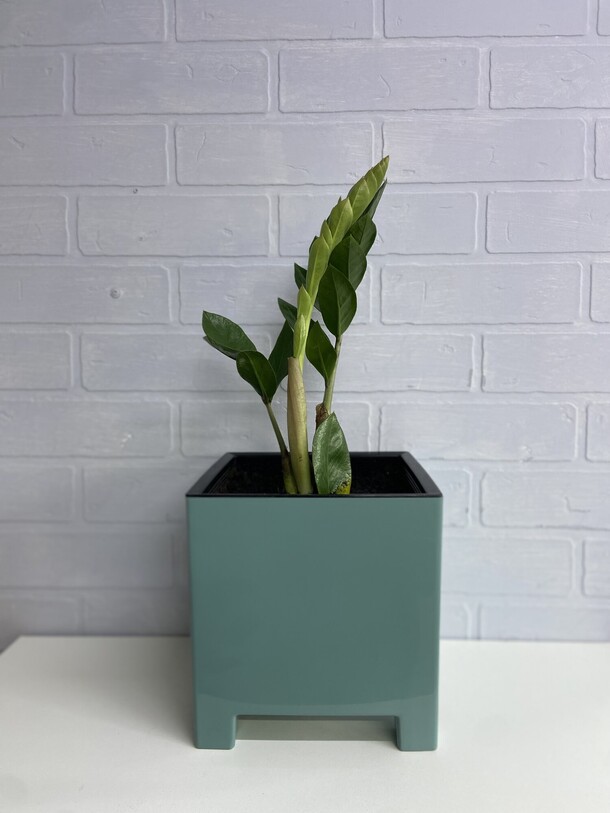 Замиокулькас (долларовое дерево), артикул F1410957 - 3700 рублей, доставка по городу. Flawery - доставка цветов