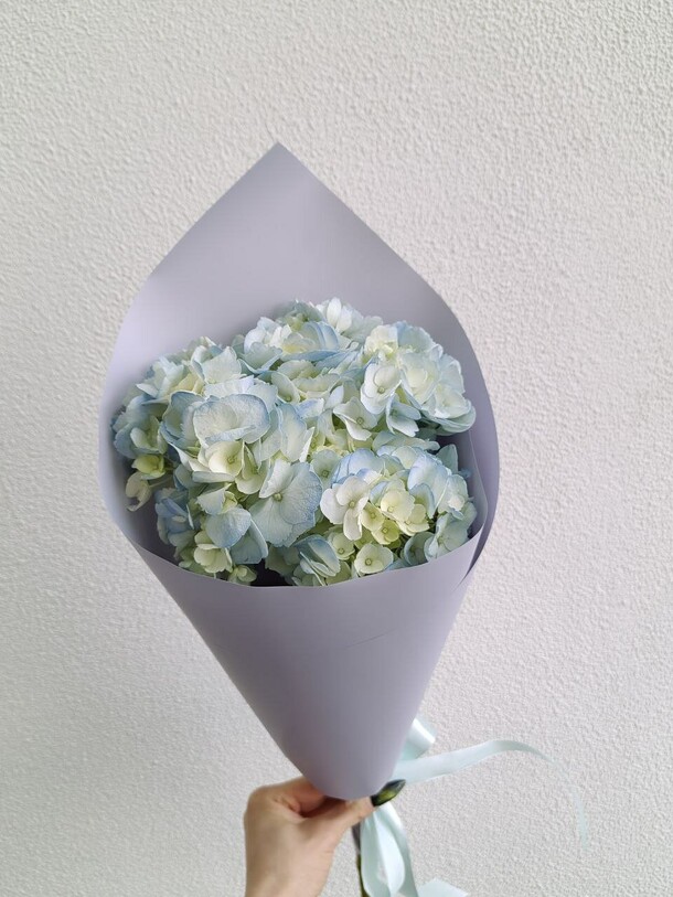 Гортензия в упаковке, артикул F1450153 - 950 рублей, доставка по городу. Flawery - доставка цветов