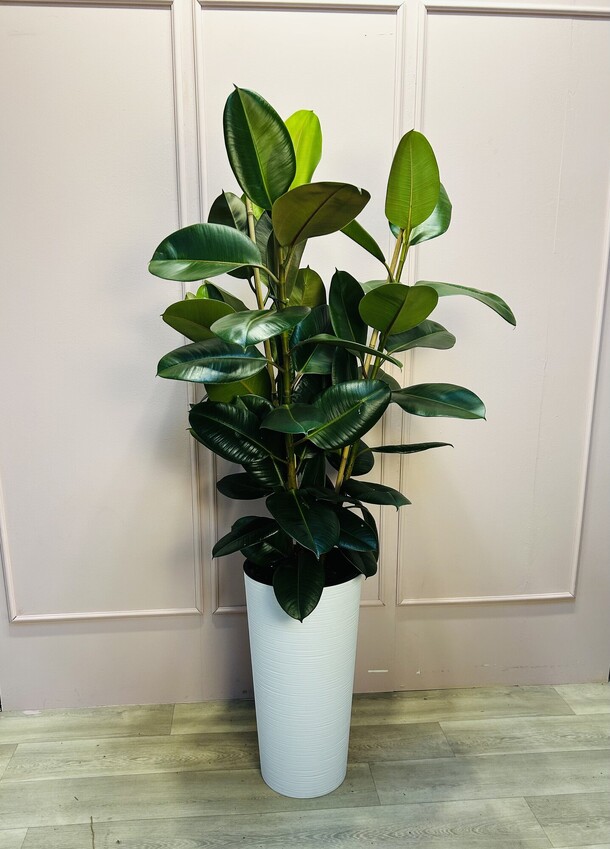 Фикус эластика в кашпо, артикул F1431243 - 27940 рублей, доставка по городу. Flawery - доставка цветов