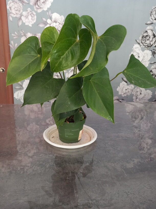 Антуриум red, артикул F1447977 - 2600 рублей, доставка по городу. Flawery - доставка цветов