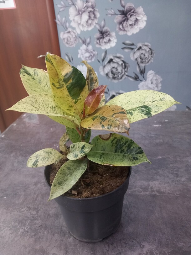 Фикус elastica moonshine, артикул F1448061 - 1850 рублей, доставка по городу. Flawery - доставка цветов