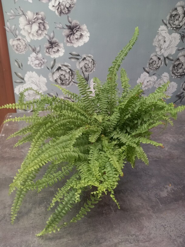 Нефролепис green lady, артикул F1448064 - 1450 рублей, доставка по городу. Flawery - доставка цветов