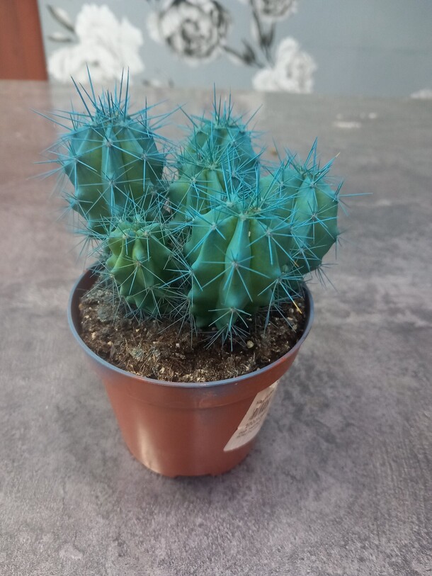 Кактус mix, артикул F1448067 - 1150 рублей, доставка по городу. Flawery - доставка цветов