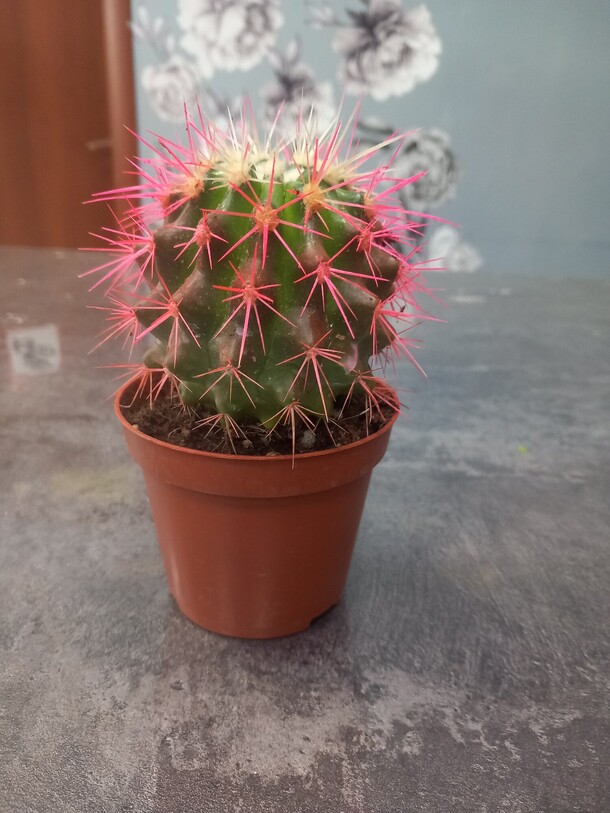 Эхинокактус grusoni color, артикул F1448068 - 1050 рублей, доставка по городу. Flawery - доставка цветов