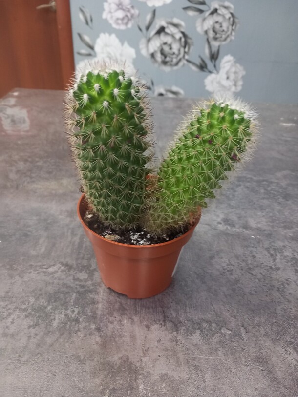 Маммилярия mix, артикул F1448069 - 1300 рублей, доставка по городу. Flawery - доставка цветов