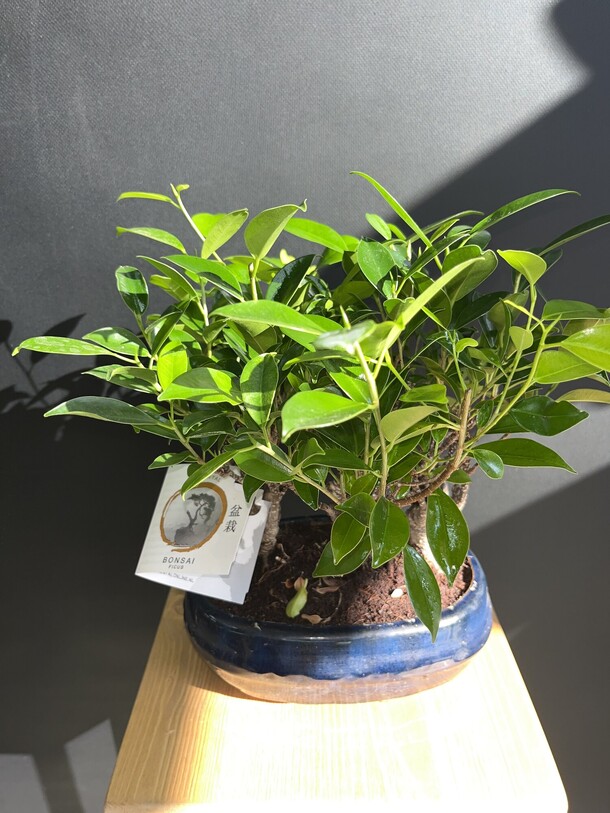 Бонсай фикус, артикул F1450100 - 8000 рублей, доставка по городу. Flawery - доставка цветов