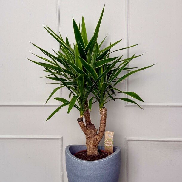 Юкка, артикул F1446252 - 8990 рублей, доставка по городу. Flawery - доставка цветов