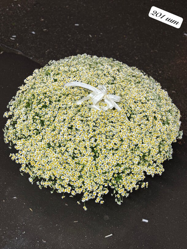 Танацетум в корзине, артикул F1480153 - 65218 рублей, доставка по городу. Flawery - доставка цветов