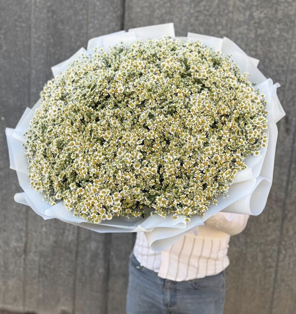 Танацетум, артикул F1480911 - 46585 рублей, доставка по городу. Flawery - доставка цветов