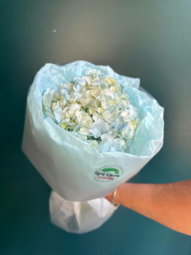 Гортензия голубая в упаковке, артикул F1138137 - 1250 рублей, доставка по городу. Flawery - доставка цветов