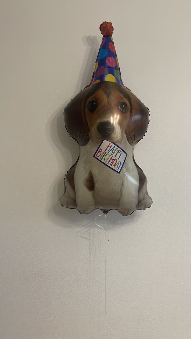 Щенок в колпаке, артикул F1302843 - 1900 рублей, доставка по городу. Flawery - доставка цветов