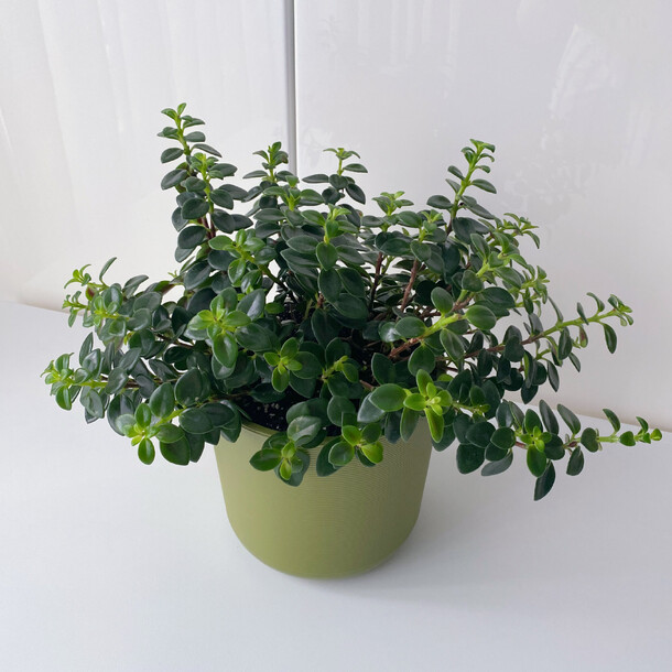 Нематантус "золотая рыбка", артикул F1508917 - 3840 рублей, доставка по городу. Flawery - доставка цветов