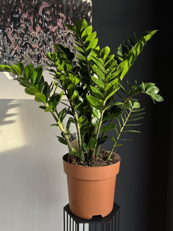 Замиокулькас, артикул F1487812 - 19960 рублей, доставка по городу. Flawery - доставка цветов