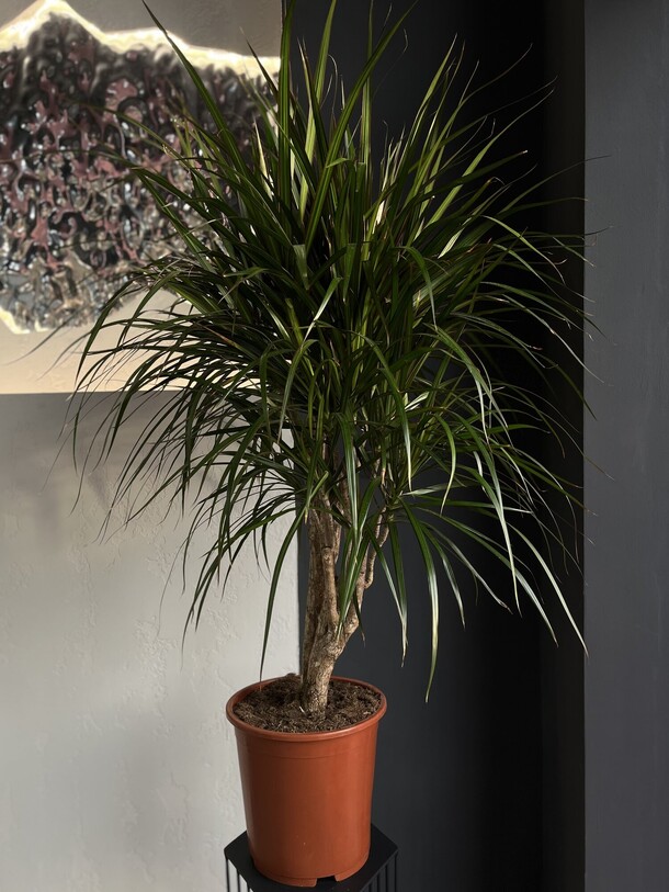 Драцена, артикул F1487822 - 34830 рублей, доставка по городу. Flawery - доставка цветов