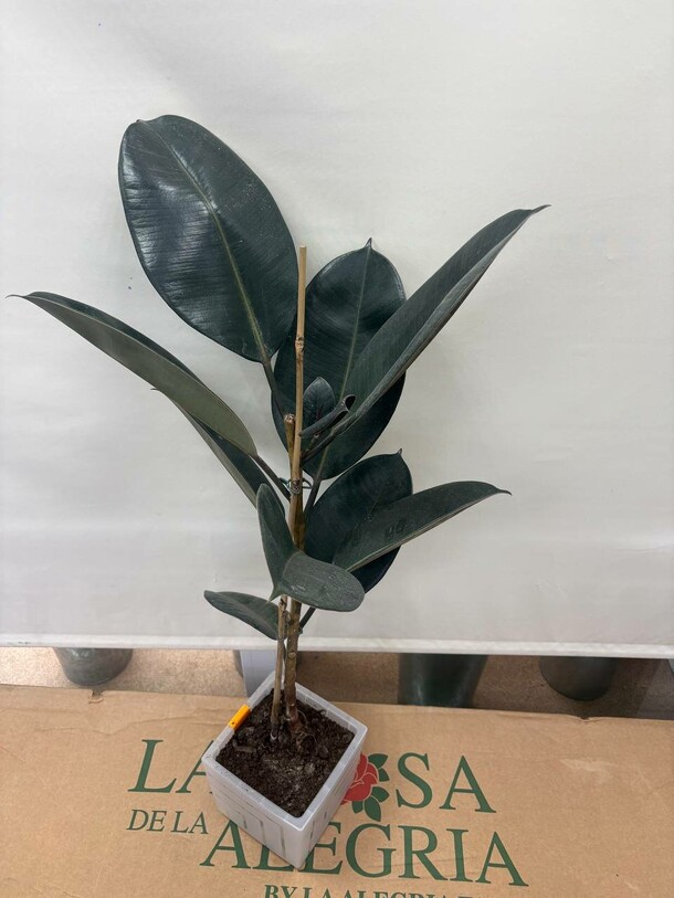 Фикус робуста 50 см, артикул F1513431 - 3000 рублей, доставка по городу. Flawery - доставка цветов