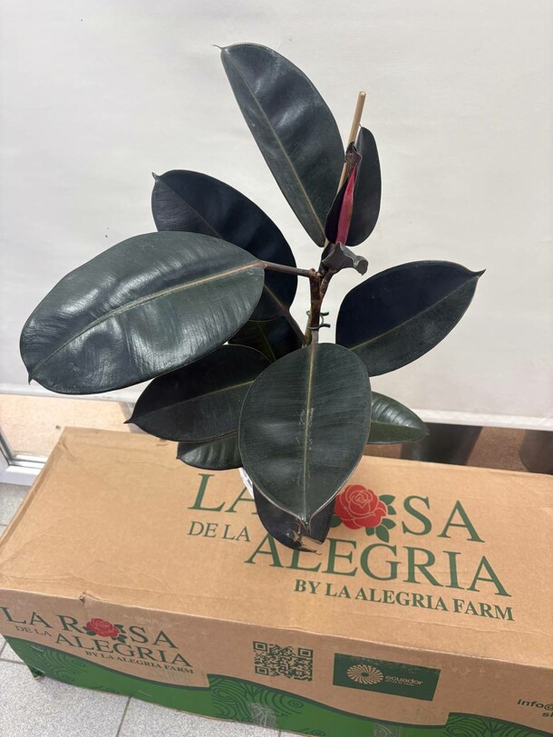 Фикус в кашпо, артикул F1513437 - 3700 рублей, доставка по городу. Flawery - доставка цветов