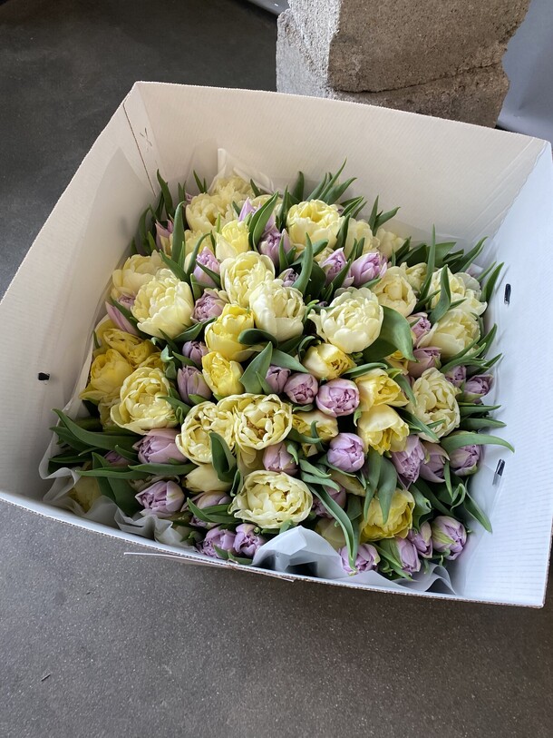 101 пионовидный тюльпан, артикул F1522119 - 32800 рублей, доставка по городу. Flawery - доставка цветов