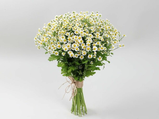 Букет 19 ромашек, артикул F1151294 - 5777 рублей, доставка по городу. Flawery - доставка цветов