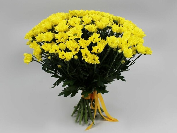 Букет 25 желтой кустовой хризантемы, артикул F1152280 - 9008 рублей, доставка по городу. Flawery - доставка цветов