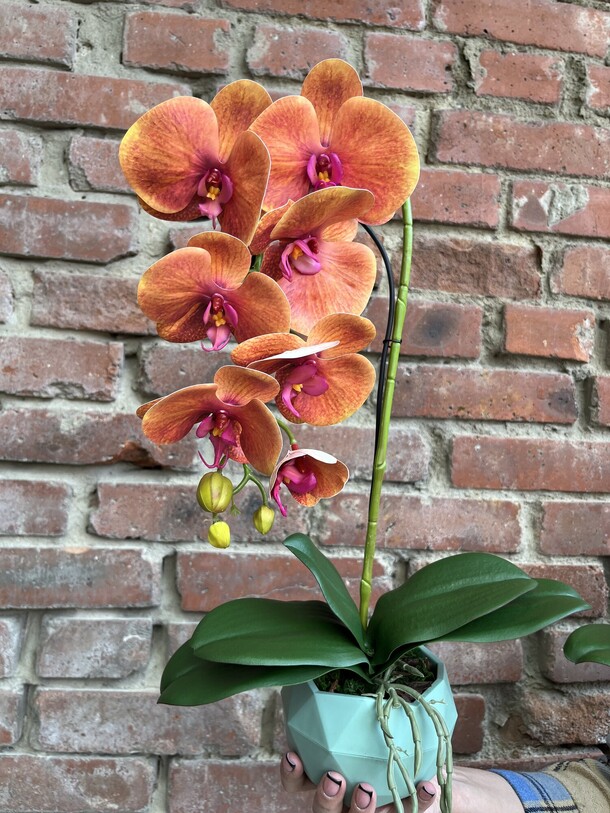 Искусственная орхидея шоко, артикул F1273426 - 3000 рублей, доставка по городу. Flawery - доставка цветов