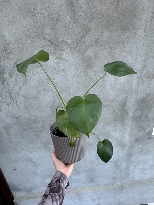 Монстера, артикул F1309618 - 3290 рублей, доставка по городу. Flawery - доставка цветов